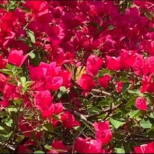 Meet your Posher, Helen